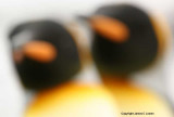 King Penguin Pair