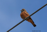 Cliff Flycatcher