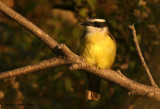 Great Kiskadee