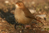 Rufous Hornero