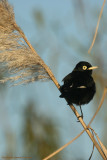 Spectacled Tyrant