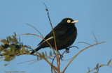 Spectacled Tyrant