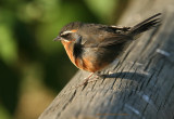 Black-and-rufous Warbling-finch