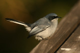 Masked Gnatcatcher