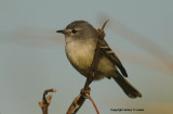 White-crested Tyrannulet