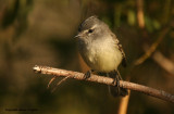 White-crested Tyrannulet