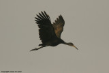 Limpkin