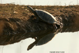 Freshwater turtle