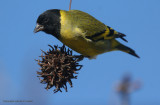 Hooded Siskin