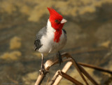 Red-crested Cardinal