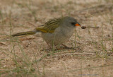 Great Pampas Finch