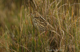 Correndera Pipit