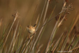 Grass Wren