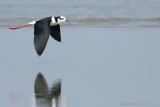 South American Stilt