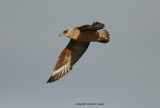 Chilean Skua