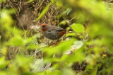 Tucuman Mountain-finch