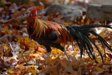 Black Breasted Red Phoenix