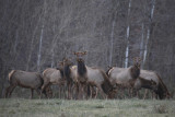 Cows and Button Elk Herd