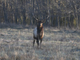 Boxley Bull Elk at Sunrise