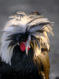 Slacker, Our Polish Rooster