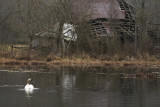 Boxley Mill Pond Barn and Swan