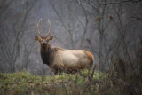 Spike Bull Elk near Moore Creek