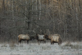 Big Bull Elk Bachelor Herd
