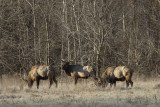 Big Bull Elk Bachelor Herd