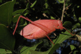 Crimson Katydid