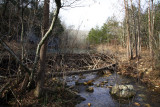 Beaver Pond at Van Dyke Spring 2