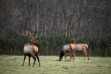 Three Elk at Sunset