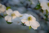 Snowy Dogwood Branch April 2007