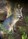 Baby Gray Fox at Sunrise #2