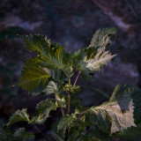 Glowing Plant, Color