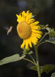 Hummingbird and Sunflower