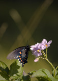 Spicebush Swallowtail on Potato Blossom