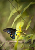 Ozark Swallowtail on Bluff Line