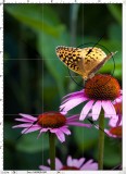 Negative Space -- Butterfly on Cone Flower