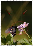 Bokeh and Pattern -- Swallowtail on Purple Flower