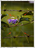 Natural Frames -- Passion Flower along Fence Line