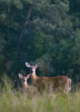 Sunset Doe and Fawn