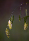 Saw Oats on Farmer Homestead Trail