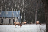 Lost Valley School Elk