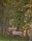 Bugling Bull in Woods