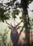 Big Bull at Fence Line