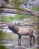 Bugling Bull in Buffalo River