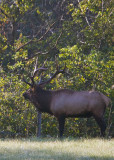 Bull by Fence at Sunrise