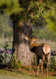 Shag Bull by Walnut Grove Cemetary