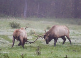 Battlers in the Mist