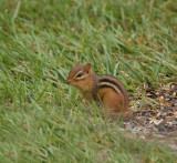 Chipmunk